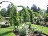 arches and white roses